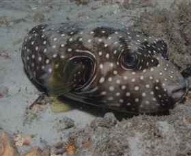 Tangalooma Wrecks Dive Site - Redcliffe Tourism 2