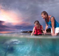 Tangalooma Dolphin Feeding - Redcliffe Tourism