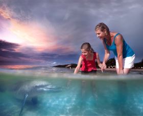 Tangalooma Dolphin Feeding - Redcliffe Tourism 0