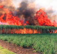 Reeves Family Sugar Cane Farm - Redcliffe Tourism
