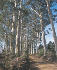 The Great Forest Trees Drive - Redcliffe Tourism 1