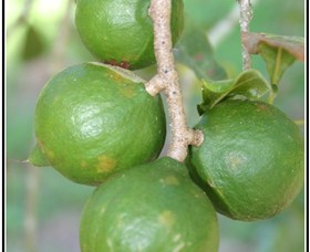 Lorne Valley Macadamia Farm - Redcliffe Tourism 2