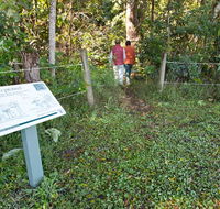 Rainforest walk - Redcliffe Tourism
