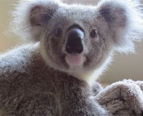 Koala Care Centre In Lismore - Redcliffe Tourism 0