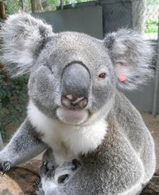 Koala Care Centre In Lismore - Redcliffe Tourism 1