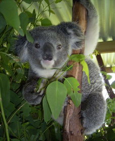 Koala Care Centre In Lismore - Redcliffe Tourism 2