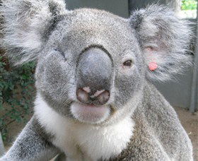 Koala Care Centre In Lismore - Redcliffe Tourism 3
