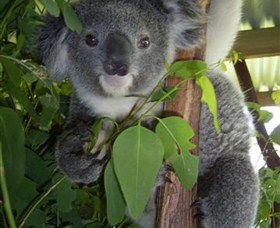 Koala Care Centre In Lismore - Redcliffe Tourism 4