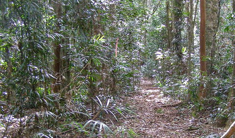 Big Scrub Loop Walking Track - Redcliffe Tourism 0