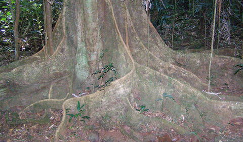 Big Scrub Loop Walking Track - Redcliffe Tourism 1