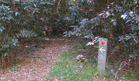 Big Scrub Loop Walking Track - Redcliffe Tourism 2