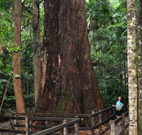 Bird Tree and Benaroon - Redcliffe Tourism