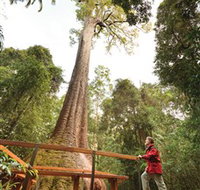 Old Bottlebutt - Redcliffe Tourism