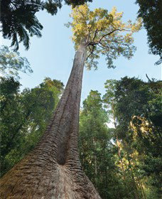 Burrawan State Forest - Redcliffe Tourism 1