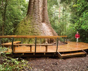 Burrawan State Forest - Redcliffe Tourism 0