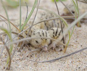 Manning Entrance State Park - Redcliffe Tourism 2