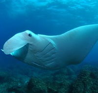 Manta Bommie Dive Site - Redcliffe Tourism