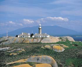 Montague Island Nature Reserve - Redcliffe Tourism 0