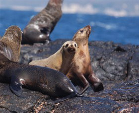 Montague Island Nature Reserve - Redcliffe Tourism 2