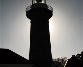 Montague Island Nature Reserve - Redcliffe Tourism 4