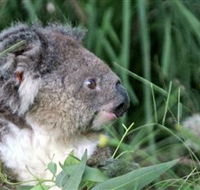 Koala Hospital - Redcliffe Tourism