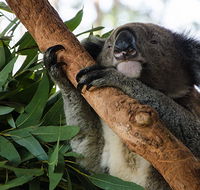 Macquarie Nature Reserve - Redcliffe Tourism
