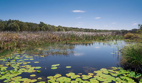 Tyagarah Nature Reserve - Redcliffe Tourism 1