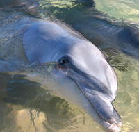 Dolphins of Monkey Mia - Redcliffe Tourism