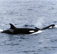 Killer Whale Trail - Redcliffe Tourism