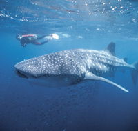 Swim with the Whale Sharks - Redcliffe Tourism