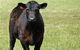 Denham Farm Beef And Lamb - thumb 0