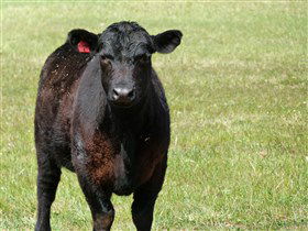 Denham Farm Beef And Lamb - Redcliffe Tourism 0
