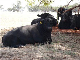 Denham Farm Beef And Lamb - Redcliffe Tourism 1