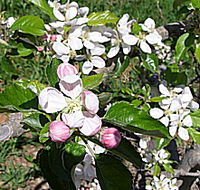 Avro Park Orchards - Redcliffe Tourism