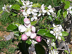 Avro Park Orchards - Redcliffe Tourism 0