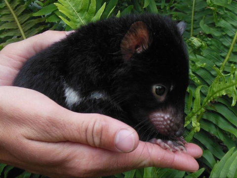 Crawn Motors - Redcliffe Tourism 0