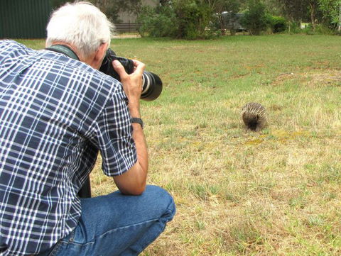 Echidna Walkabout Nature Tours - Redcliffe Tourism 7