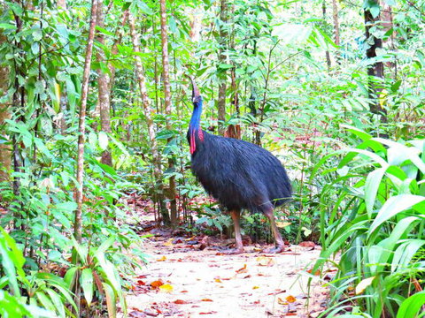 Daintree Safaris - Redcliffe Tourism 0