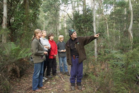 Great Western Tiers Forest Walks Tasmania - Redcliffe Tourism 3