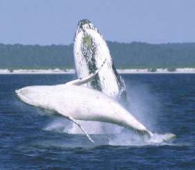 Reel Time Charters Yamba - Redcliffe Tourism 3