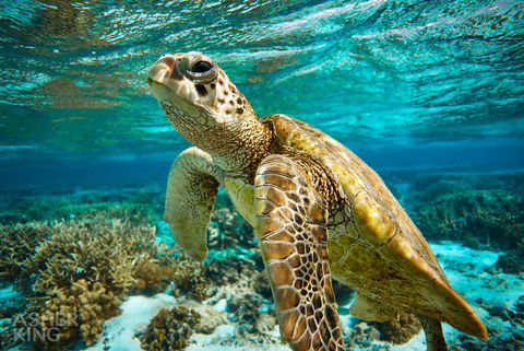 Ocean Art Gallery & Cafe - Redcliffe Tourism 1