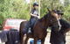 AAA Horse Riding & More - thumb 1