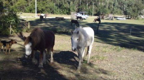 AAA Horse Riding & More - Redcliffe Tourism 2