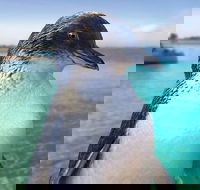 Full-Day Penguin Island  Fremantle Town - Redcliffe Tourism