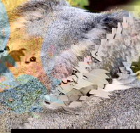 Perth Zoo General Entry Ticket and Sightseeing Cruise - Redcliffe Tourism