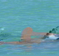 Snubfin Dolphin Eco Cruise from Broome - Redcliffe Tourism