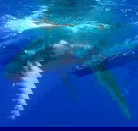 Dunsborough Whale Watching Eco Tour - Redcliffe Tourism