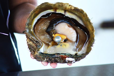 Live Pearl Harvest Experience - Perth - Redcliffe Tourism 4