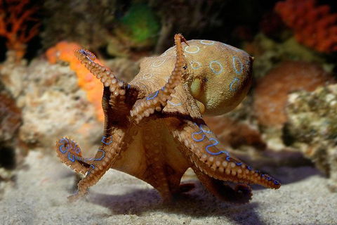 AQWA The Aquarium Of Western Australia: General Admission - Redcliffe Tourism 15