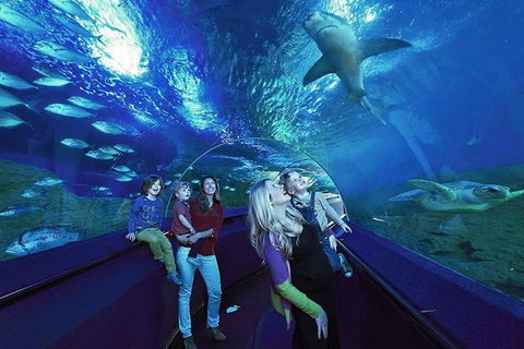 AQWA The Aquarium Of Western Australia: General Admission - Redcliffe Tourism 14